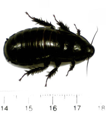 Image of <i>Panesthia cribrata</i> Saussure 1864