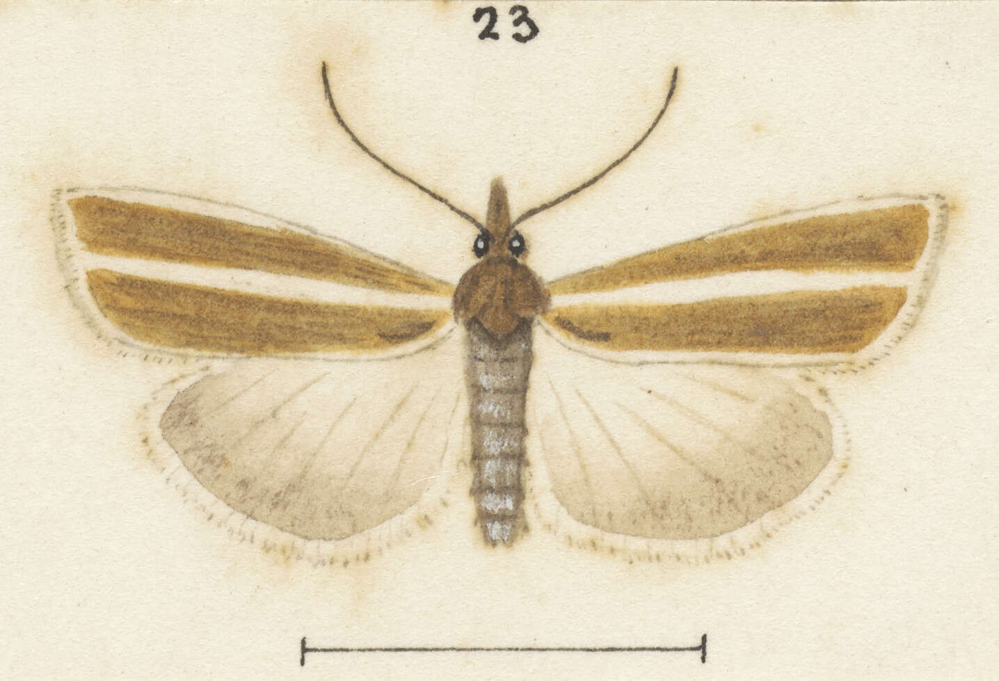 Image of Orocrambus aethonellus Meyrick 1882