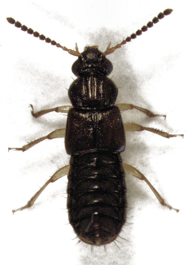 Beetle rove rove beetles