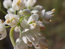 Image of Lady's leek