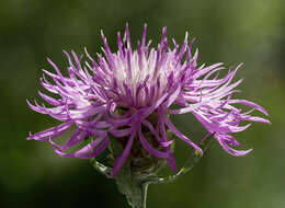 Image of brown knapweed