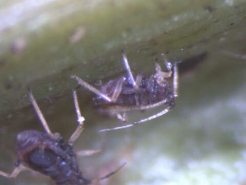 Image of Banana aphid