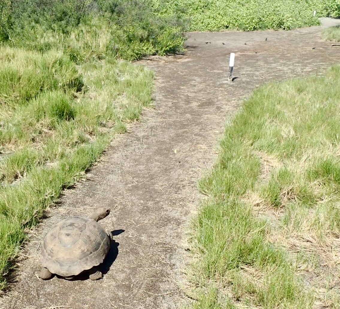 Image of Alcedo Volcano giant tortoise