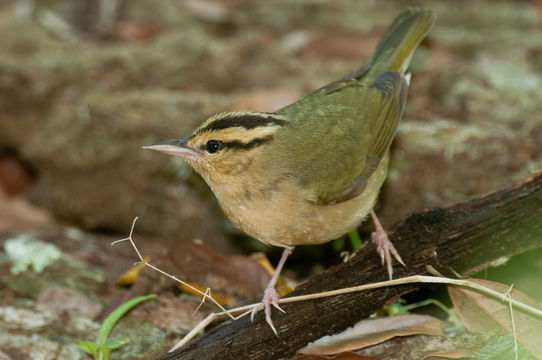 Image of Worm-eating Warbler