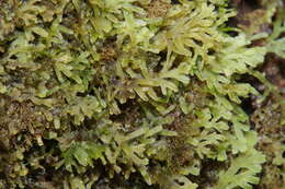 Image of Riccardia multifida (L.) Gray