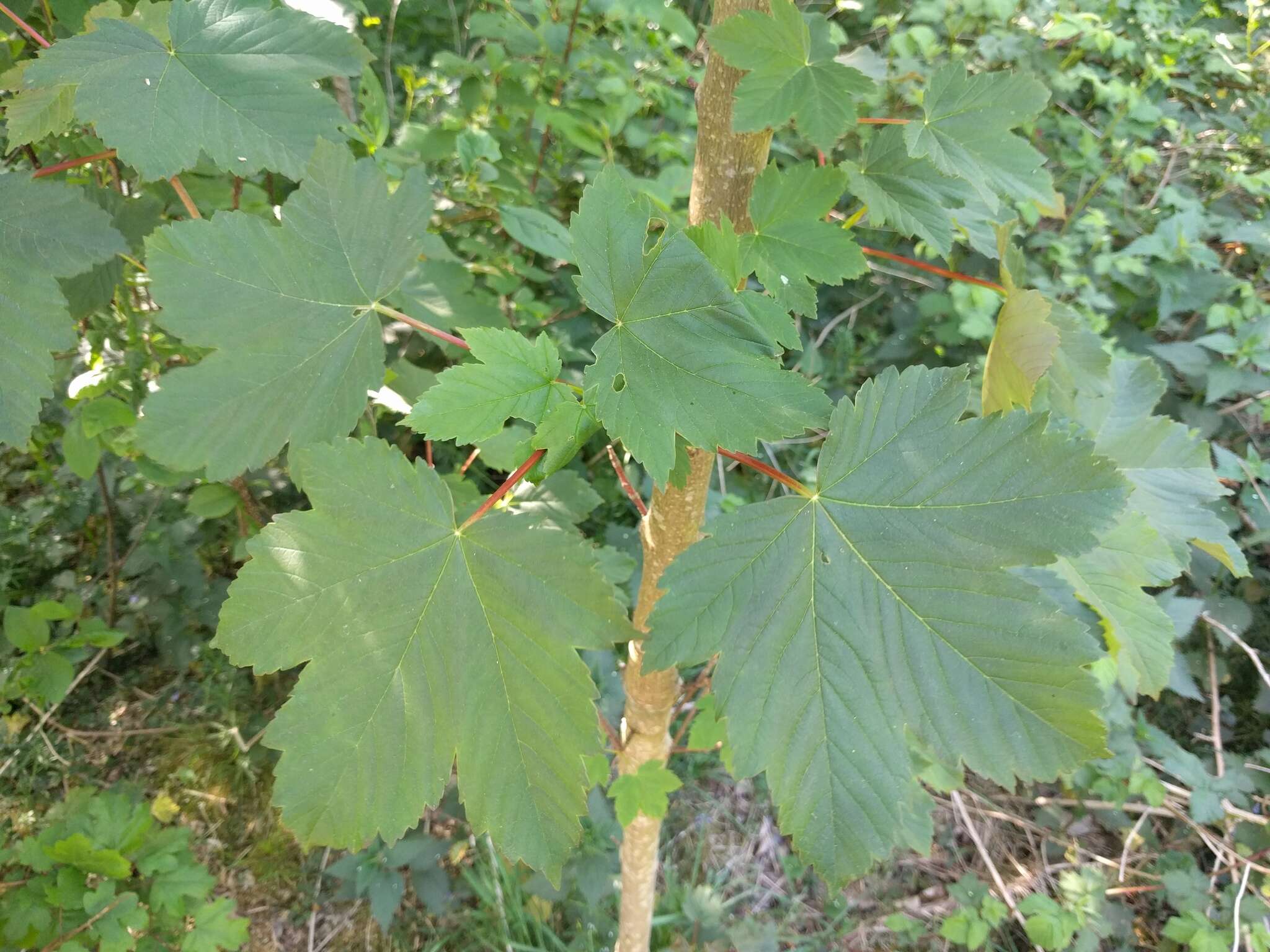 Imagem de Acer pseudoplatanus L.