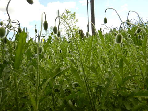 Image of Oriental poppy