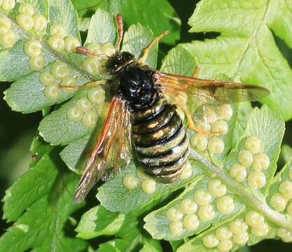 Image of <i>Abia sericea</i>