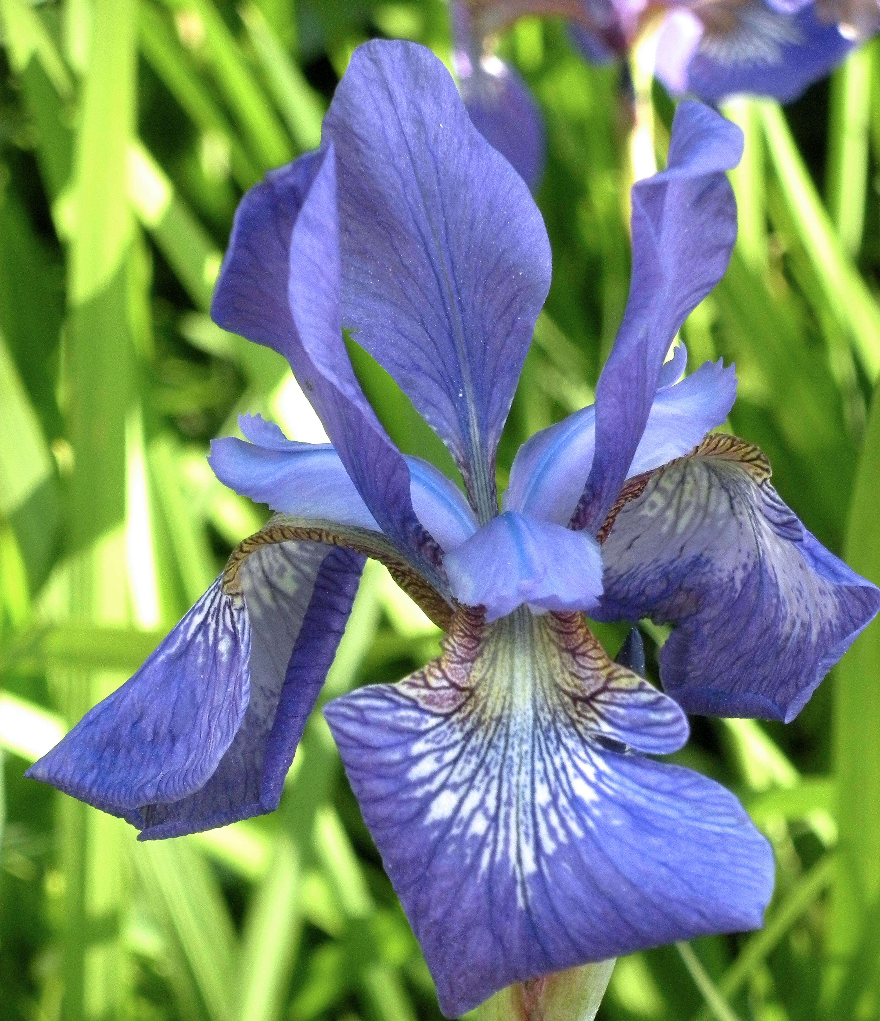 Image of German Iris