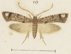 Image of Lysiphragma epixyla Meyrick 1888