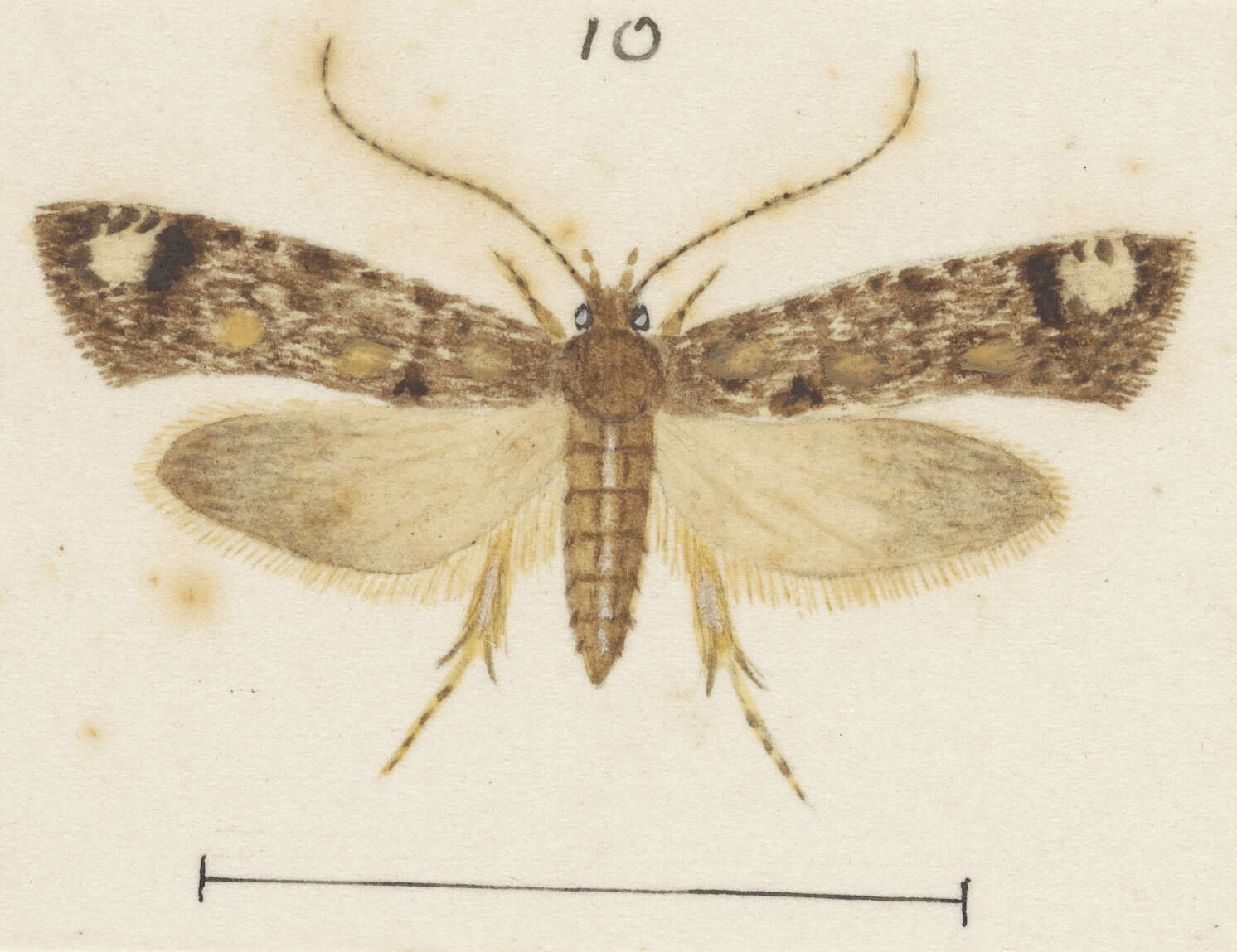 Image of Lysiphragma epixyla Meyrick 1888