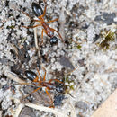 Image of Camponotus consobrinus (Erichson 1842)