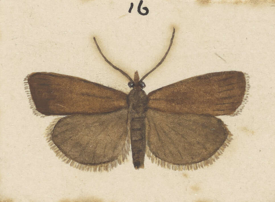 Image of Scoparia autochroa Meyrick 1907