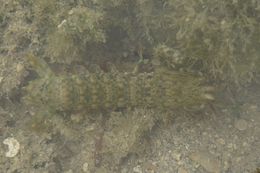 Image of common mantis shrimp