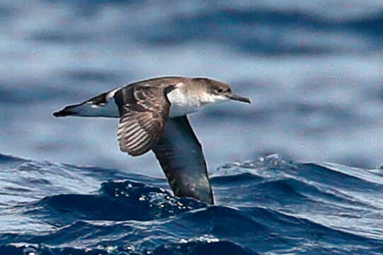 Image of Hutton's Shearwater