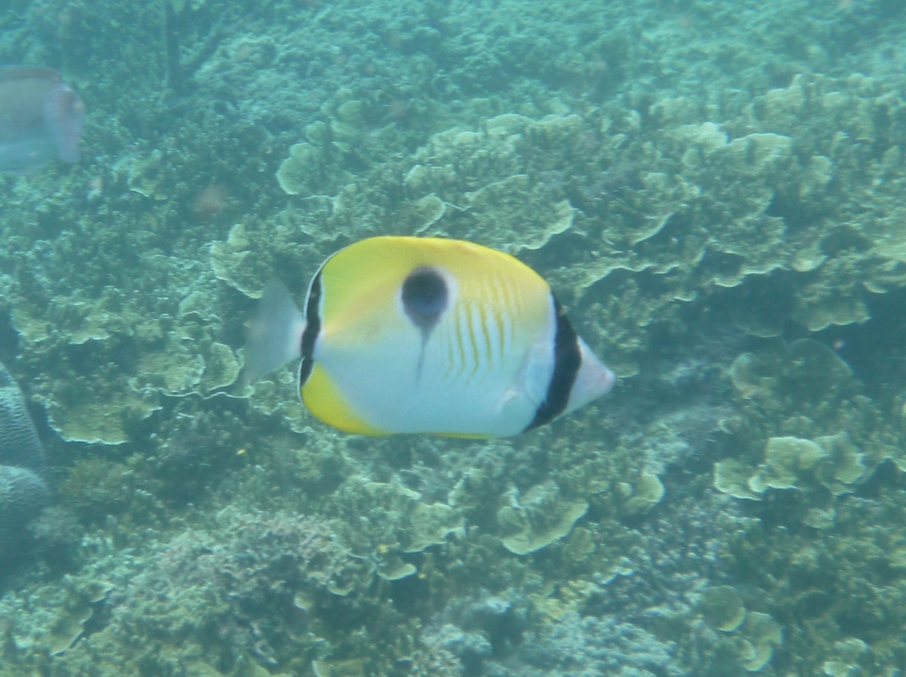 Image of Limespot Butterflyfish