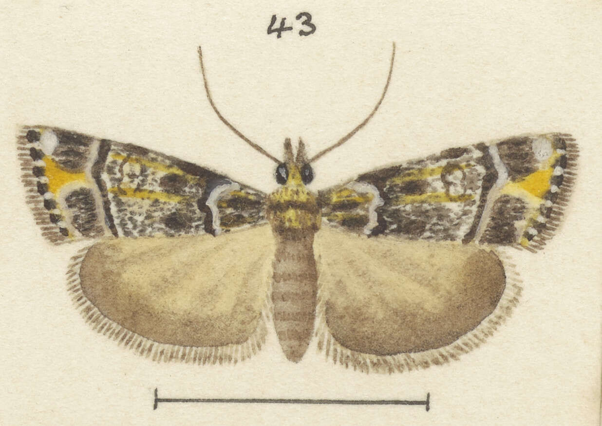 Image of Eudonia minualis Walker 1865