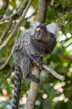 Image of Marmoset