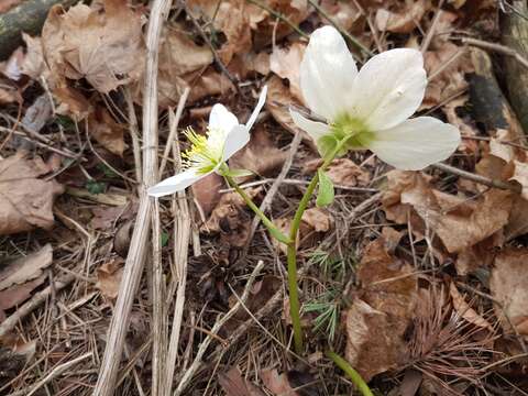 Image of black hellebore