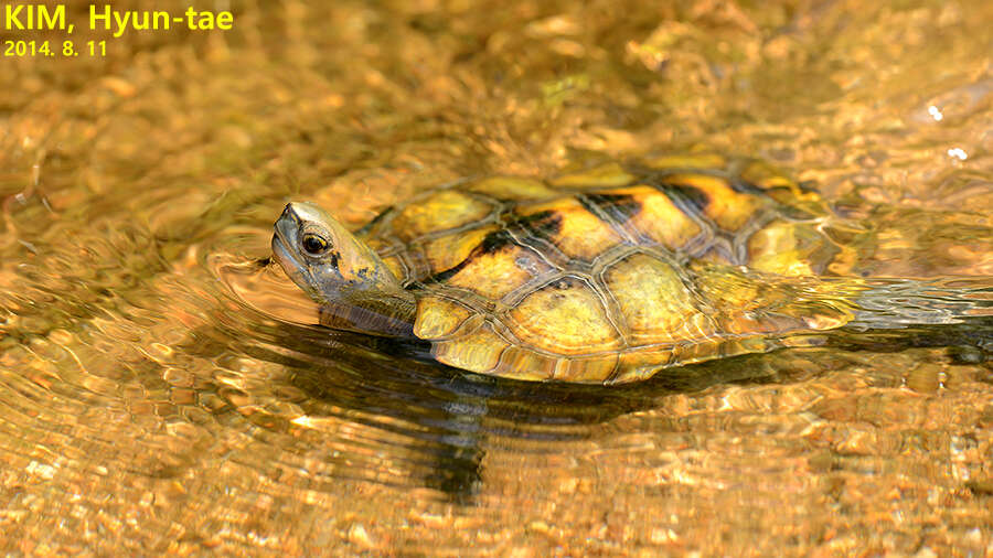 Image of Japanese Pond Turtle