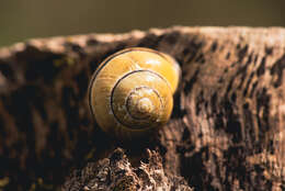 Image of Brown Lipped Snail