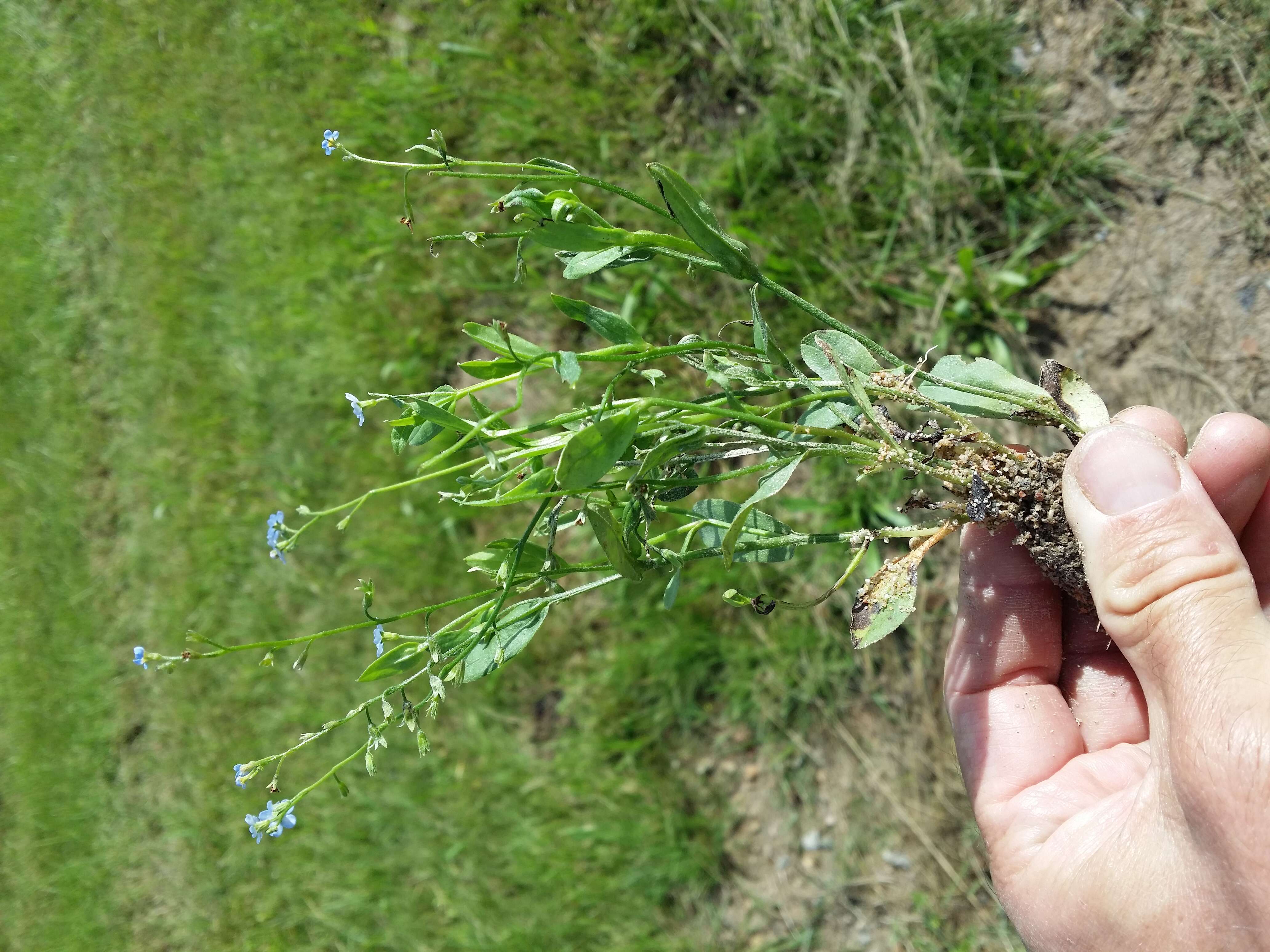 Image of Myosotis nemorosa Besser