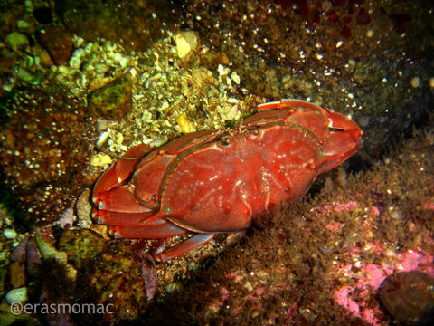 Image of armed box crab