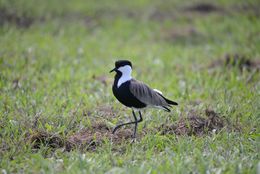 Image of Spur-winged Lapwing