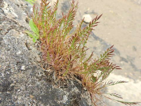 Слика од Catapodium rigidum (L.) C. E. Hubb.