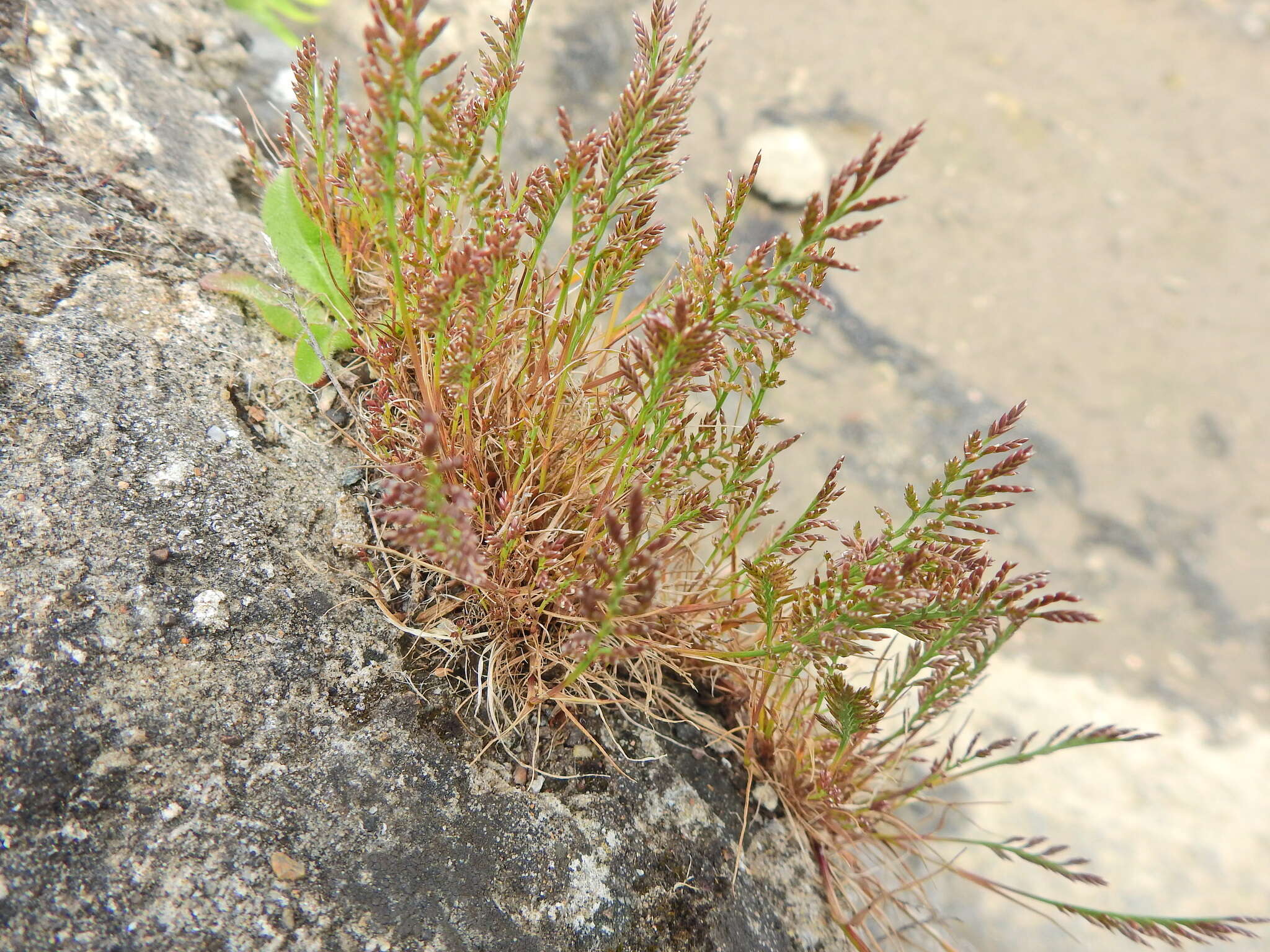 Image of fern-grass