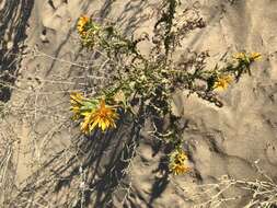 Image of Spanish oyster thistle