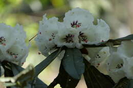 Image of Rhododendron grande Wight