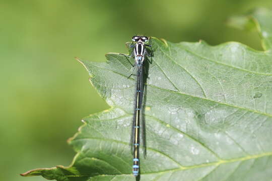 Image of Azure Bluet