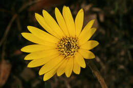 Image de Gerbera ambigua (Cass.) Sch. Bip.