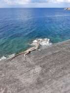 Image of Anguilla Bank Anole