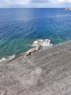 Image of Anguilla Bank Anole