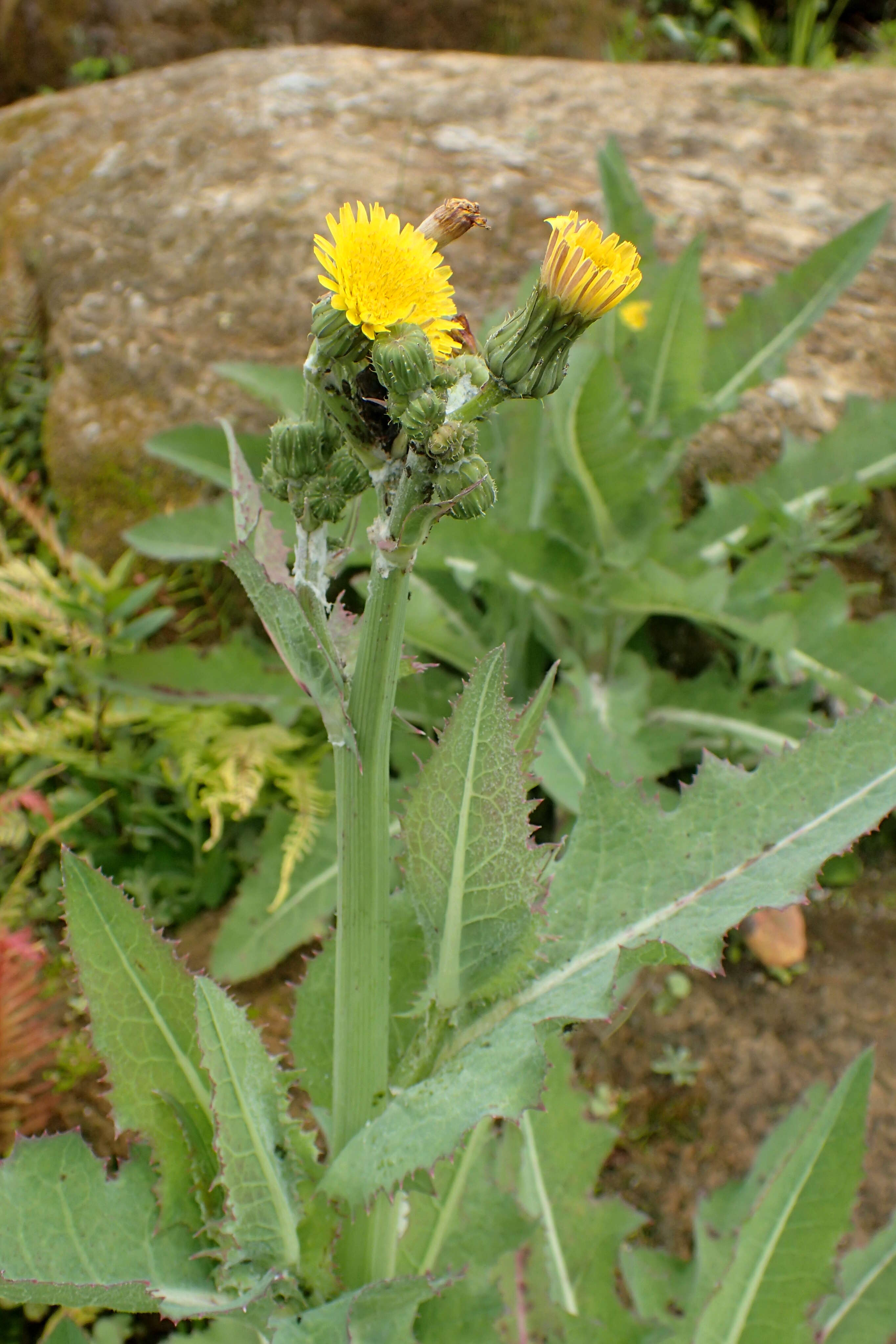 Imagem de Sonchus kirkii B. G. Hamlin