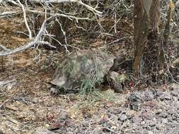 Image of Sierra Negra giant tortoise