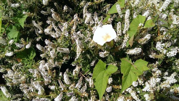 Image of <i>Calystegia silvatica disjuncta</i>