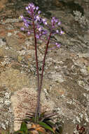 Image of Large blue squill