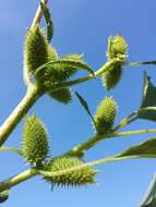 Imagem de Xanthium orientale L.