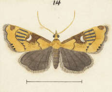 Image of Glaucocharis lepidella Walker 1866