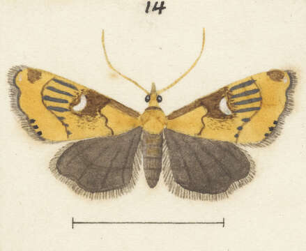 Image of Glaucocharis lepidella Walker 1866