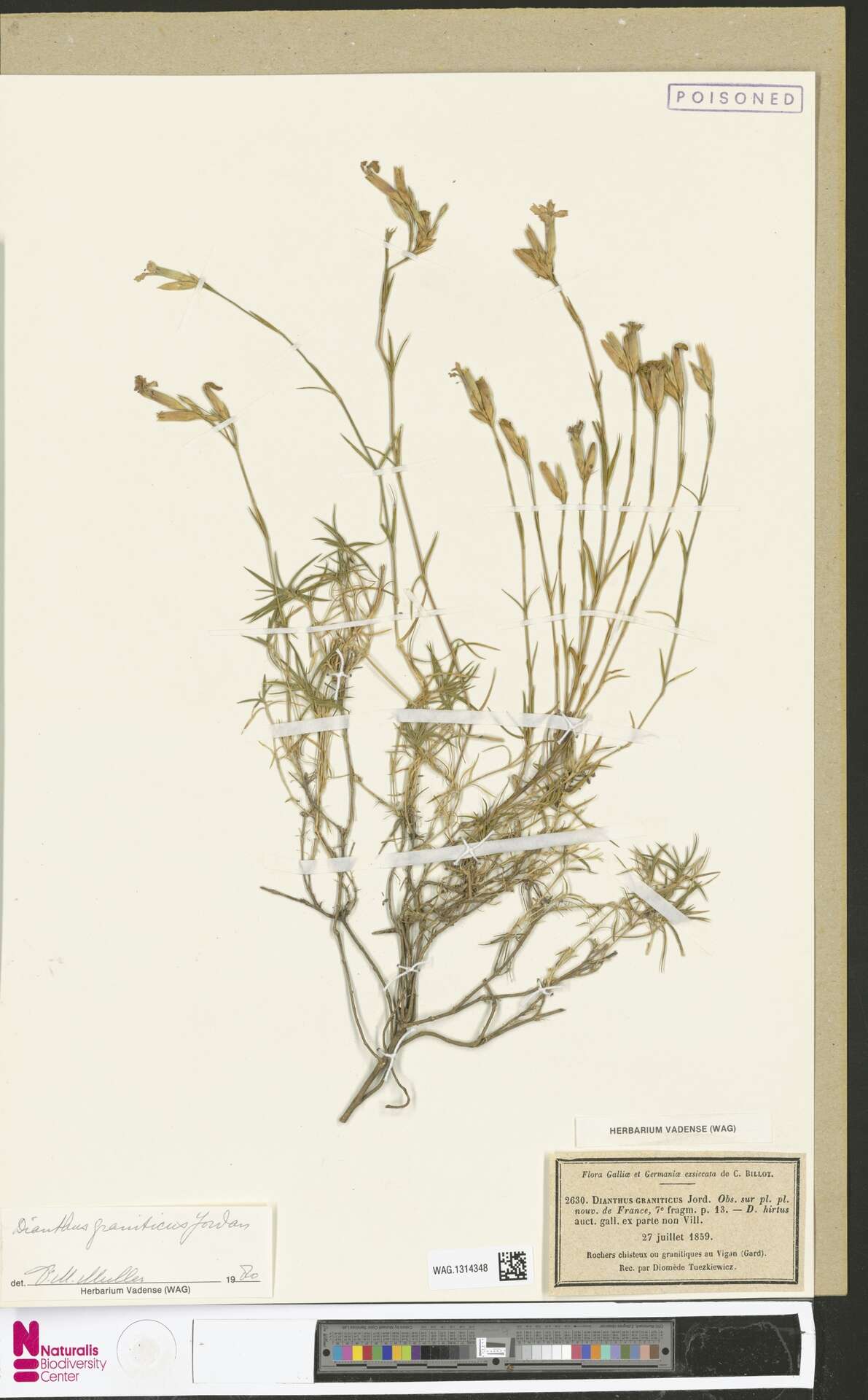 Image of Dianthus graniticus Jordan