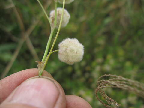 Image of woolly clover