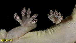 Image of Schlegel's Japanese Gecko