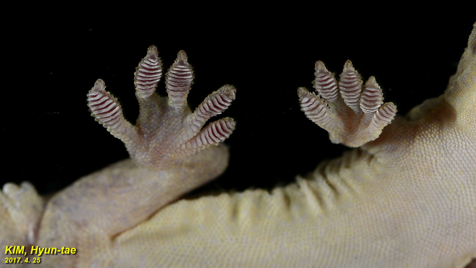 Image of Schlegel's Japanese Gecko