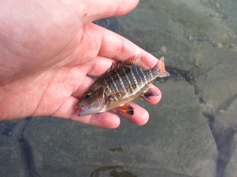 Image of Mangrove red snapper