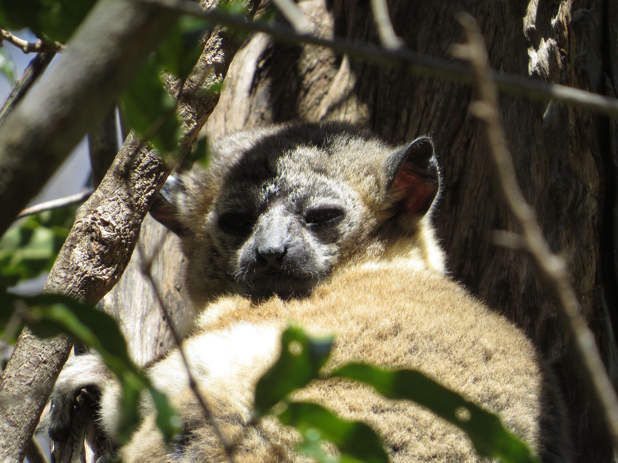 Sivun Lepilemur hubbardi Louis Jr., Engberg, Lei, Geng, Sommer, Randriamampionona, Randriamanana & Zaonarivelo et al. 2006 kuva