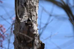 Image of Carolina Chickadee